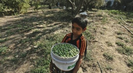 Gaza Export 44 Tons of Olive Oil to Gulf States