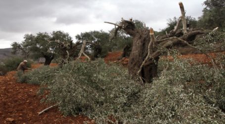 Israeli Settlers Cut Down Dozens of Palestinian Olive Trees
