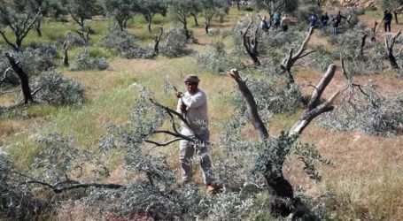 Israeli Settlers Uproot Olive Trees of Palestinian Farmers