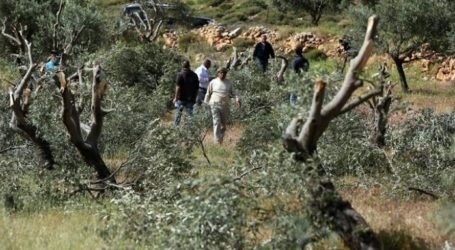 Israeli Settlers Chop Down Dozens of Palestinian Olive Trees