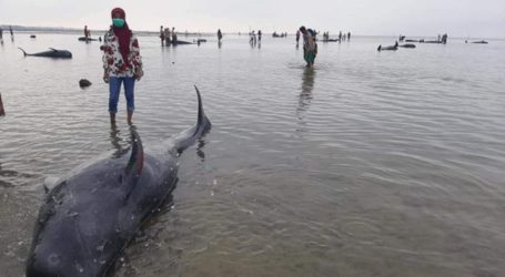 Dozens of Whales Died After Stranded in Madura, East Java