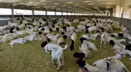 Saudi Arabia Slaughters Over 60,000 Goats in Hajj Sacrifice