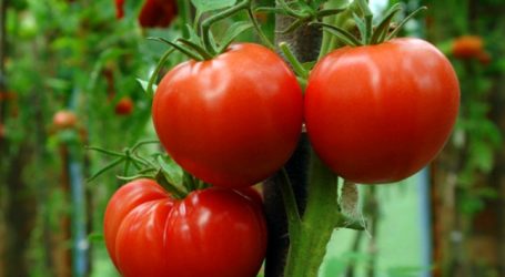 Agriculture in Gaza Disapproves Israeli Impossible Requirements of Exporting Tomatoes from Gaza