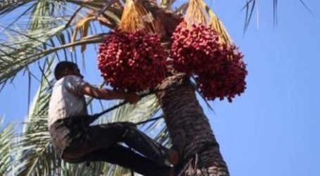 Palestine to Harvest More Than 12 Thousand Tons of Dates