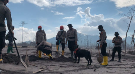 Semeru Eruption, Joint Team Finds 43 Dead Victims
