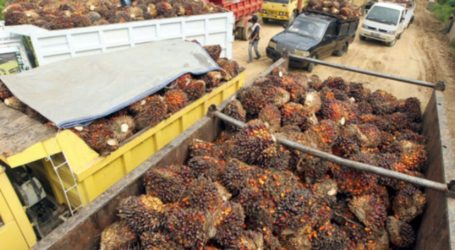 Indonesia Officially Implements A Palm Oil Export Ban