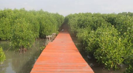 Indonesia Targets Six Thousand Hectares of Mangrove Rehabilitation in 2024