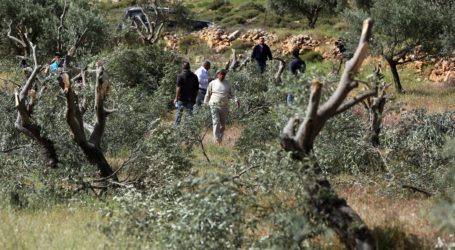 Israeli Settlers Uproot 170 Olive Trees Near Nablus