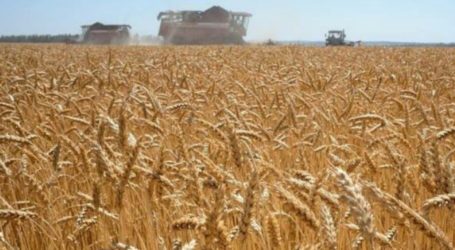 Turkiye in Talks with Russia, Ukraine to Open Corridor for Wheat Export