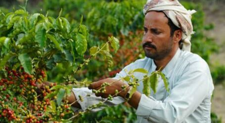 Yemeni Farmers Exports Their Coffee Via Online