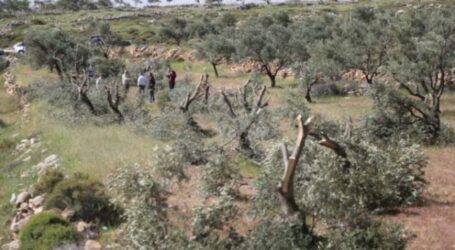 Israel to Cut Down 30,000 Palestinian Forest Trees in Tubas