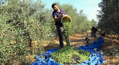 The Opening of Olive Harvest Season in Gaza
