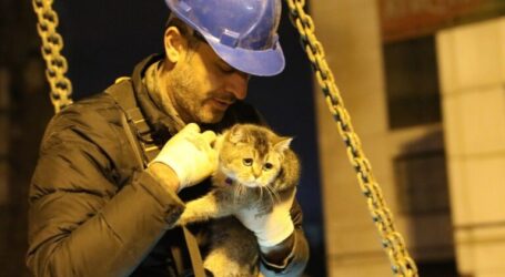 Volunteers Save Over 1,500 Animals After Earthquake in Turkiye