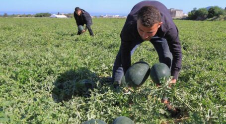 Gaza Farmers Await Watermelon Harvest Season