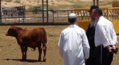 Al-Aqsa in Danger, Jewish Group Prepares Red Heifee Ritual