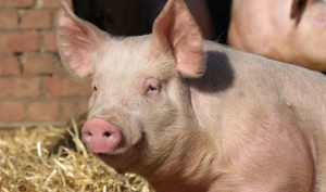 Pig Farm (photo: Frontage mag)